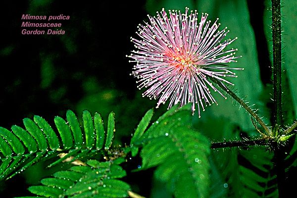 Mimosa Pudica